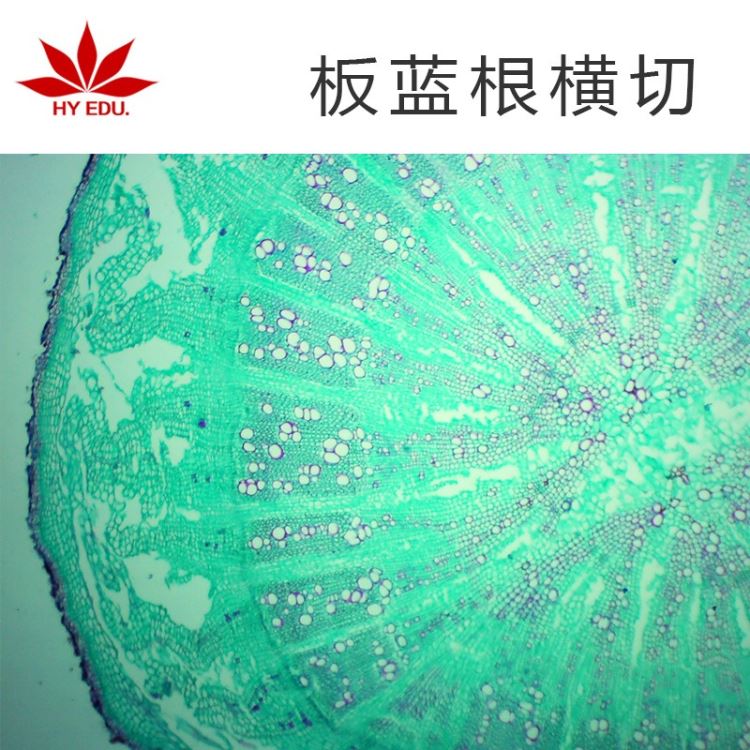 植物类 板蓝根横切   显微镜玻片 生物切片  高教教学