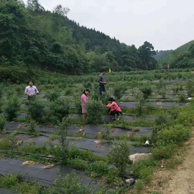 安全无毒抗老化园艺地布 透气保湿遮草布 地垫透水耐用 欢迎选购